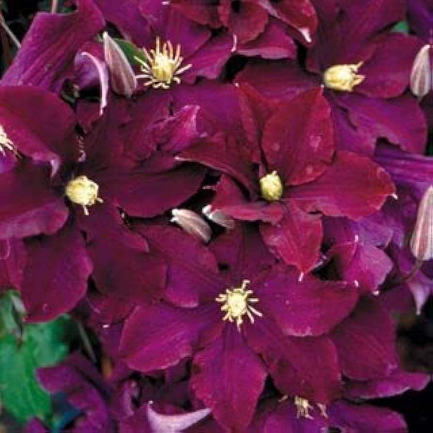 Burgundy Clematis Seeds For Planting Flower