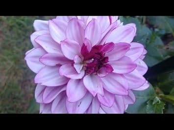 Green White Narcissus Flower Seeds for Planting Premium Quality Heirloom & GMO Free Seeds for Home Garden
 
 Sale for planting in home garden