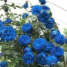 Climbing Rose Flower seeds for Planting Sun Loving Heirloom & GMO Free Seeds for Home Garden 
 
 Sale for planting in home garden