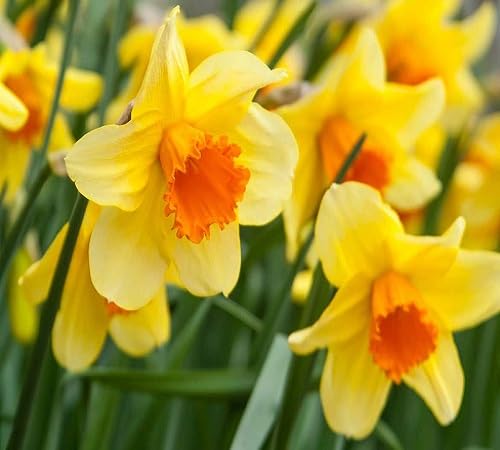 Cream Orange Daffodils Flower Seeds For Planting - Brighten Your Garden With Beautiful Blooms