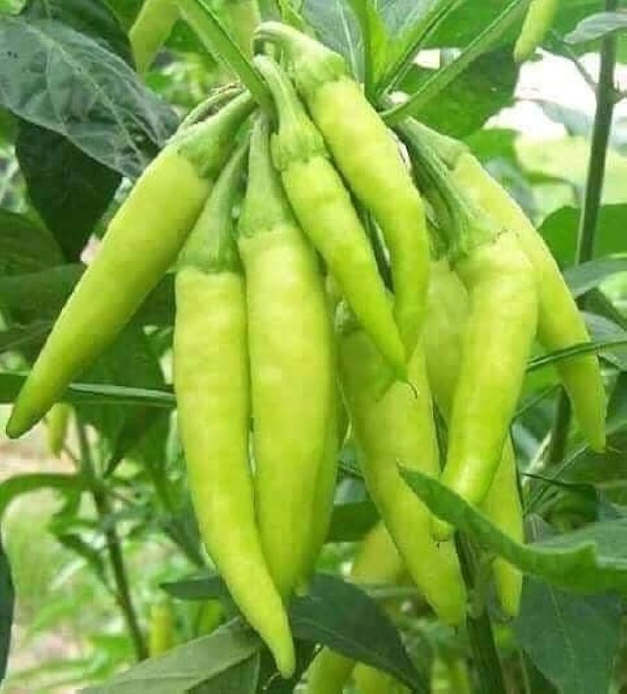 Paprika Annuum Pepper Seeds Capsicum annuum for planting in vegetable patch