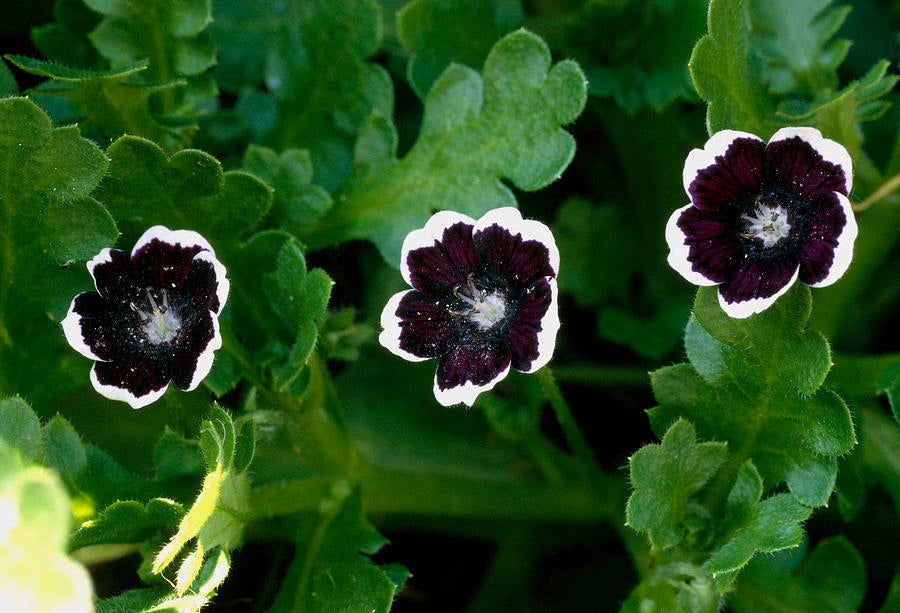 Black Menziesii Flower Seeds Grow Stunning Blooms In Your Garden