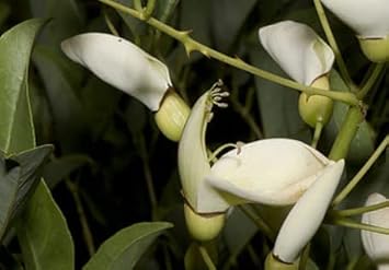 White Erythrina Crista Galli Flower seeds for Planting - Cut Flower Favorite, Heirloom & GMO Free Seeds for Home Garden
 
 Sale for planting in home garden