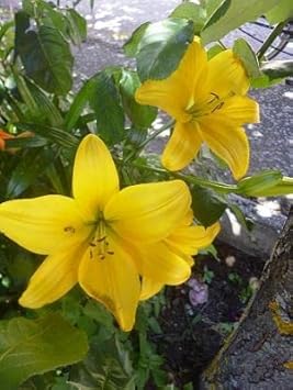Yellow Hippeastrum Flower seeds for Planting Drought Tolerant Heirloom & GMO Free Seeds for Home Garden 
 
 Sale for planting in home garden