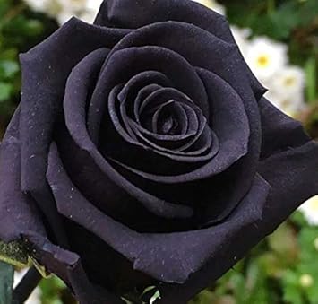 Blue Mini Matthiola Flower Seeds for Planting Bright Blooms Heirloom & GMO Free Seeds for Home Garden
 
 Sale for planting in home garden