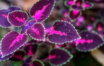 Black (Black Pink) seeds for planting in home garden