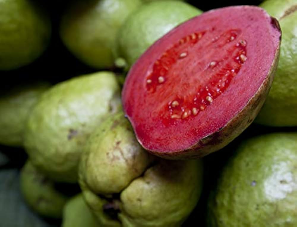 Guava Psidium guajava for planting in tropical garden