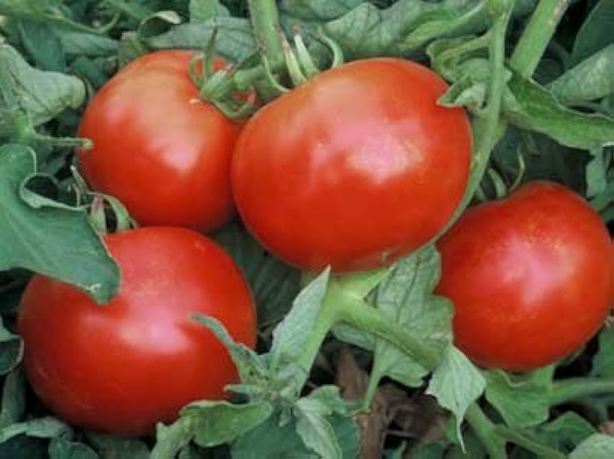 Mountain Pride Tomato Solanum lycopersicum for planting in vegetable patch
