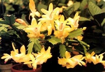 Yellow Schlumbergera Flower seeds for Planting - Garden Favorite, Heirloom & GMO Free Seeds for Home Garden
 
 Sale seeds for planting in home garden