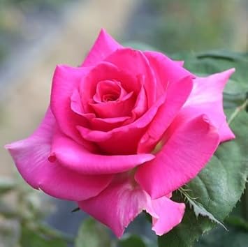 Yellow Orange Daffodil Flower Seeds Cut Flower Favorite Heirloom & GMO Free Seeds for Home Garden
 
 Sale for planting in home garden