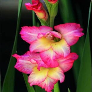 Pink Orchid Flower seeds for Planting Long Bloom Season Heirloom & GMO Free Seeds for Home Garden 
 
 Sale seeds for home garden planting