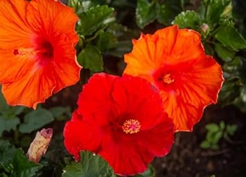 Violet Daffodil Flower Seeds for Planting – Heirloom NonGMO Organic Garden Seeds with High Germination
 
 Sale for planting in home garden