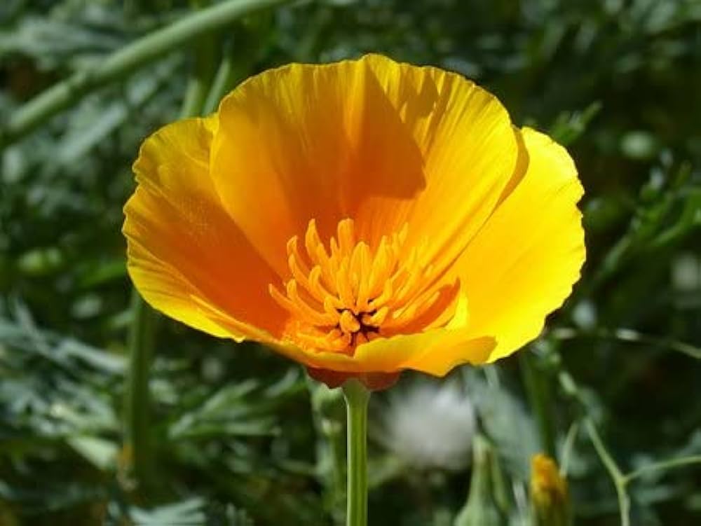 Eschscholtzia Poppy for planting in flower bed
