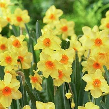 Rose Pelargonium Peltatum Seeds for Planting Wildflower Mix Heirloom & GMO Free Seeds for Home Garden
 
 Sale for planting in home garden