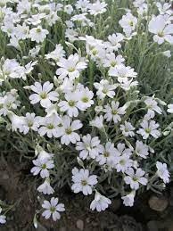 Silver Carpet Flower seeds for Planting Cottage Garden Essential Heirloom & GMO Free Seeds for Home Garden 
 
 Sale for planting in home garden