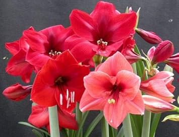 Violet Petunia Hanging Flower Seeds for Planting – Heirloom NONGMO Easy to Grow Garden Blooms 
 
 Sale for planting in home garden