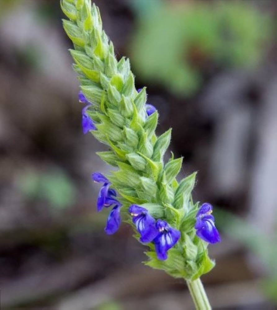 CHIA HERB SEEDS HEIRLOOM 2017 seeds for nutritious chia