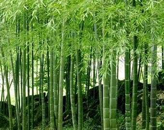 Umbrella Bamboo Planting Seeds For Lush Green Gardens And Eco-Friendly Landscaping