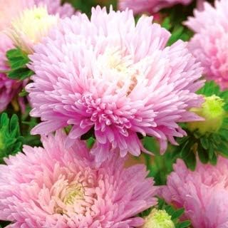 Pink Red Camellia Flores Flower Seeds for Planting Seasonal Bloomer Heirloom & GMO Free Seeds for Home Garden
 
 Sale for planting in home garden