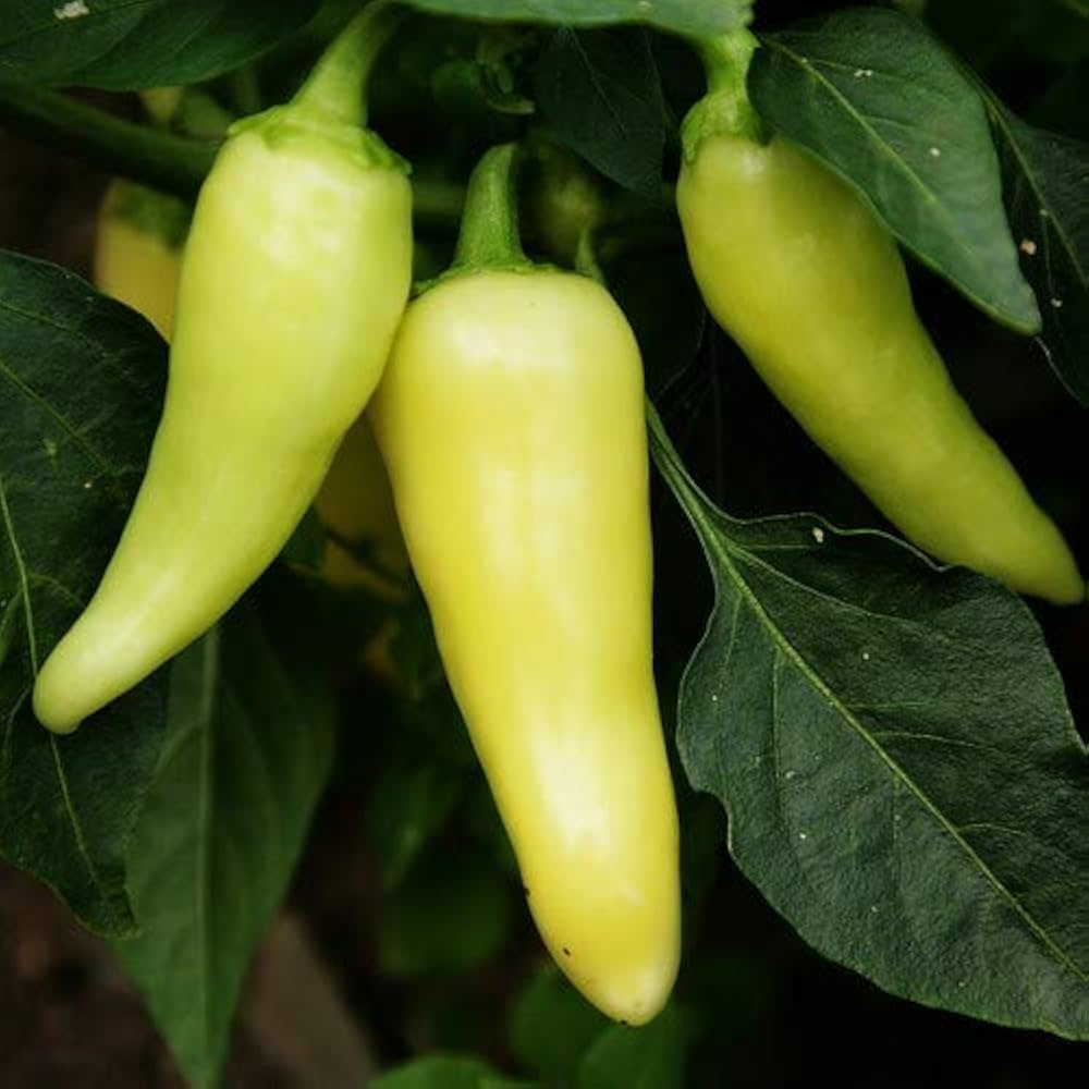 Santa Fe Grande Pepper seeds for flavorful, spicy peppers