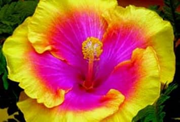 Hibiscus Rainbow Seeds For Planting - Vibrant Blooms In Multiple Colors A Stunning And Graceful