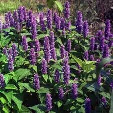 Agastache Mexicana Flower seeds for Planting Hardy Variety Heirloom & GMO Free Seeds for Home Garden 
 
 Sale for planting in home garden