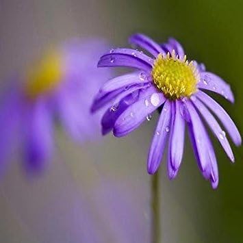 Blue Brachycome Flower seeds for Planting - Shade Tolerant, Heirloom & GMO Free Seeds for Home Garden
 
 Sale for planting in home garden.