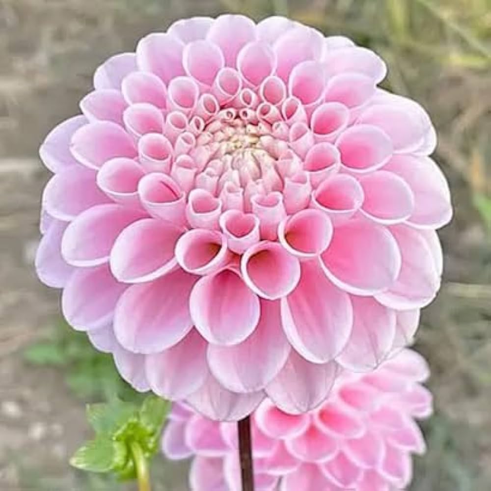 Pink Pompon Dahlia Flower seeds for Planting - Cottage Garden Essential, Heirloom & GMO Free Seeds for Home Garden
 
 Sale seeds for home garden