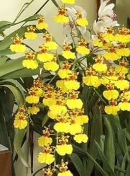 White Ranunculus Flower Seeds for Planting Premium Quality Heirloom & GMO Free Seeds for Home Garden
 
 Sale for planting in home garden