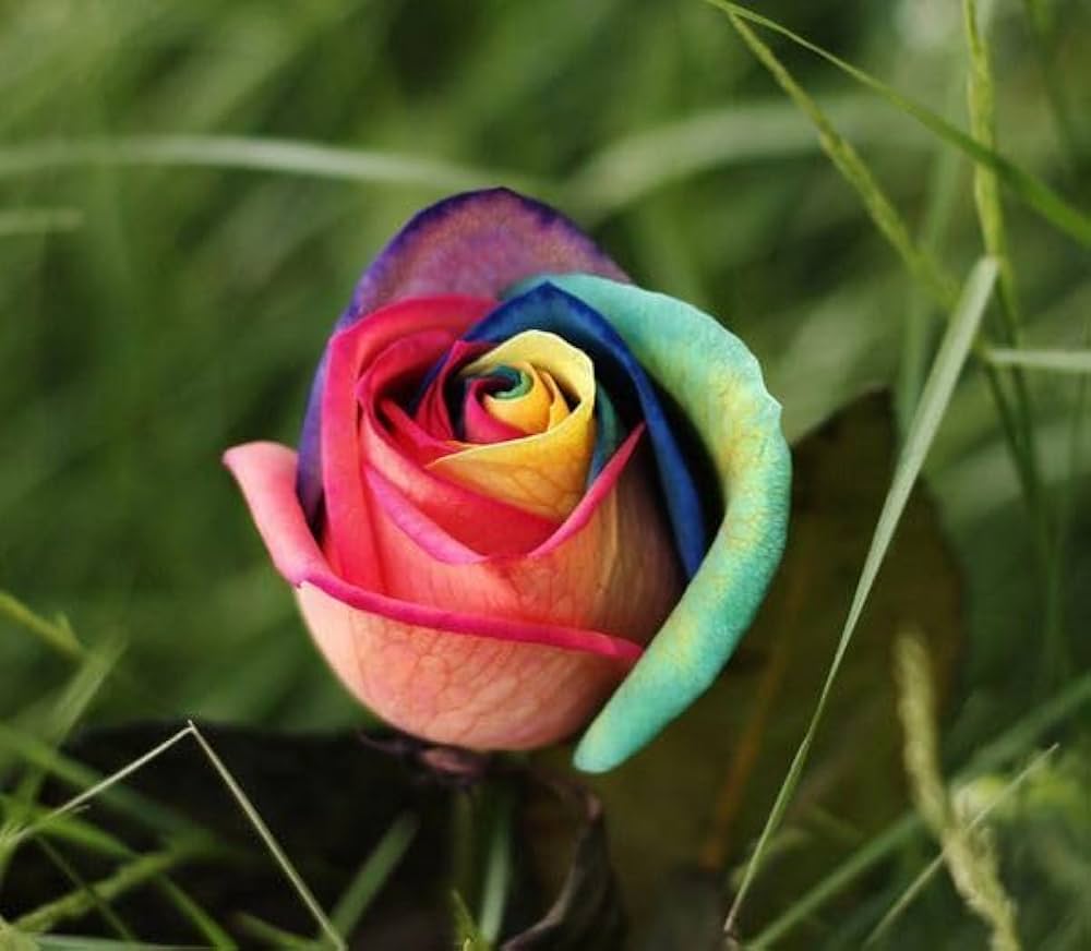 Rainbow Rose Rosa spp for planting in flower bed