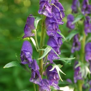 Monkshood Poisonous Flower seeds for Planting - Vibrant Colors, Heirloom & GMO Free Seeds for Home Garden
 
 Sale seeds for home garden