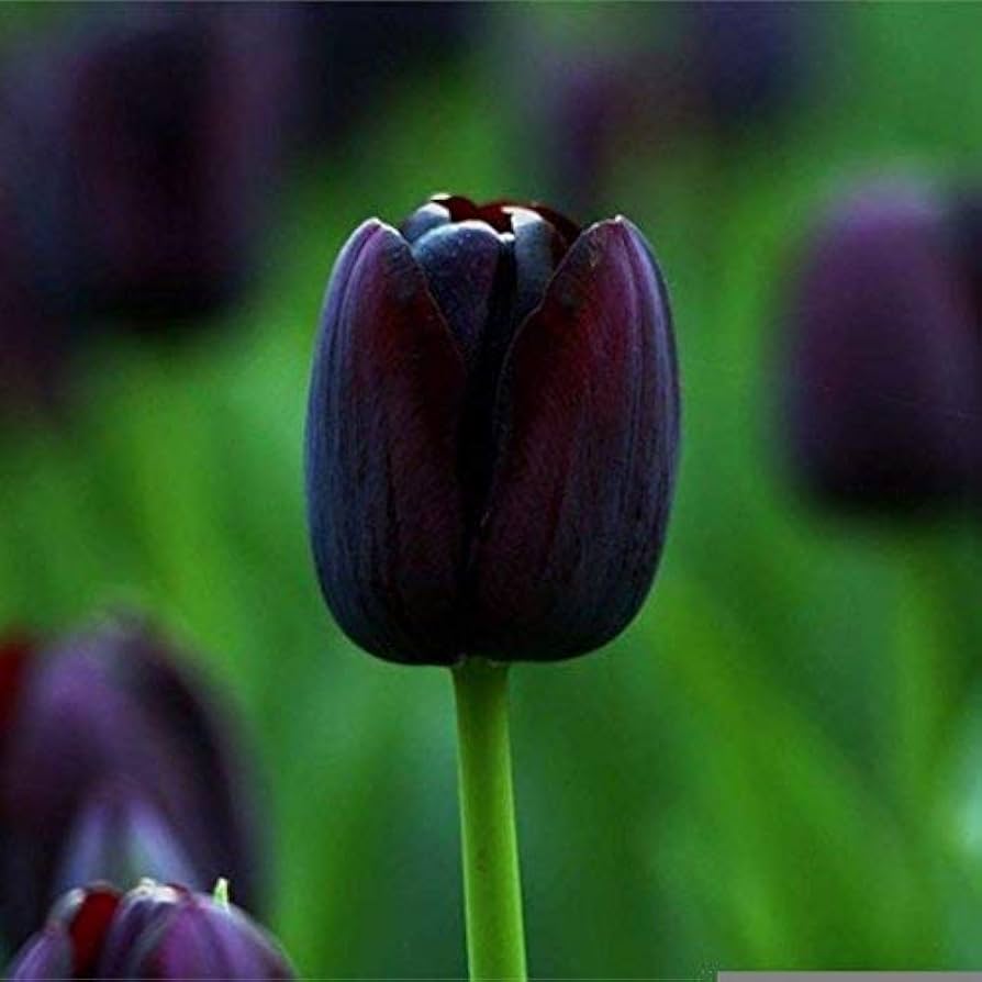 Black Tulip Flower seeds for Planting - Easy to Grow, Heirloom & GMO Free Seeds for Home Garden
 
 Sale seeds for home garden