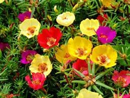 Carpet Moss Rose Flower seeds for Planting Colorful Display Heirloom & GMO Free Seeds for Home Garden 
 
 Sale for planting in home garden