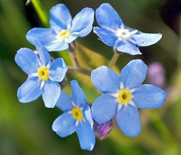 Myosotis Blue Flower Seeds For Planting And Growth