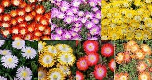 Delosperma Flower seeds for Planting Pollinator Friendly Heirloom & GMO Free Seeds for Home Garden 
 
 Sale for planting in home garden