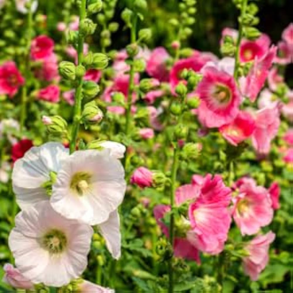 Hollyhock Cream Color Alcea rosea for planting