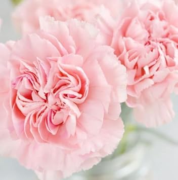 Peach Carnation Flower Seeds For Planting