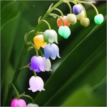 Mixed Bell Orchid Flower seeds for Planting - Seasonal Bloomer, Heirloom & GMO Free Seeds for Home Garden
 
 Sale seeds for home garden