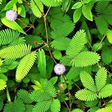 Mimosa Pudica Seeds For Planting: Sensitive Plant Flower