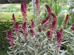 Lysimachia Flower seeds for Planting Perfect for Borders Heirloom & GMO Free Seeds for Home Garden 
 
 Sale for planting in home garden