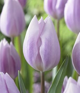 Light Purple Tulip Flower Seeds For Vibrant Spring Gardens