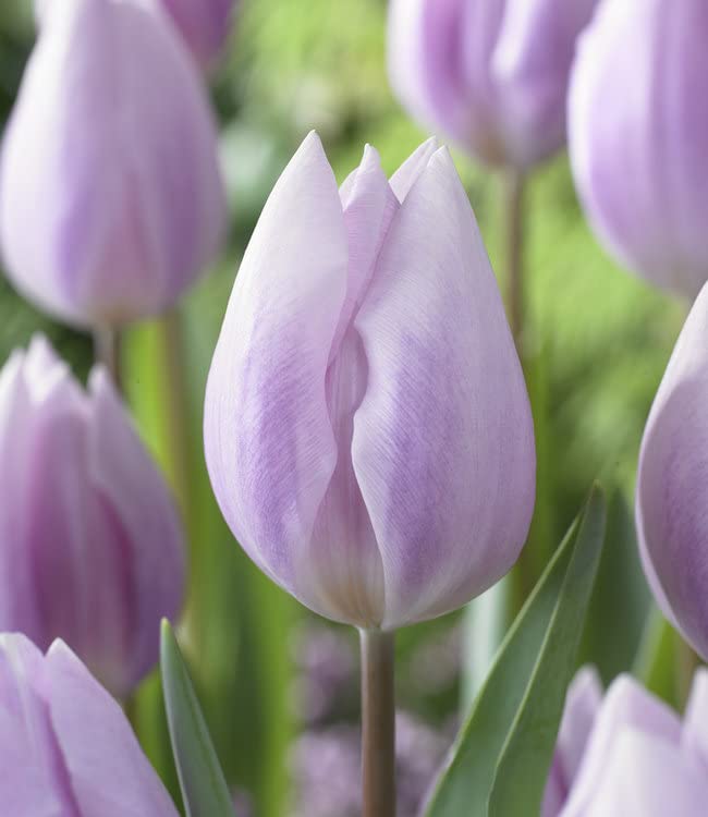 Tulip Ice Cream Tulipa Ice Cream for planting in flower bed