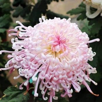 Pink Chrysanthemum Flower seeds for Planting Cut Flower Favorite Heirloom & GMO Free Seeds for Home Garden 
 
 Sale seeds for home garden planting