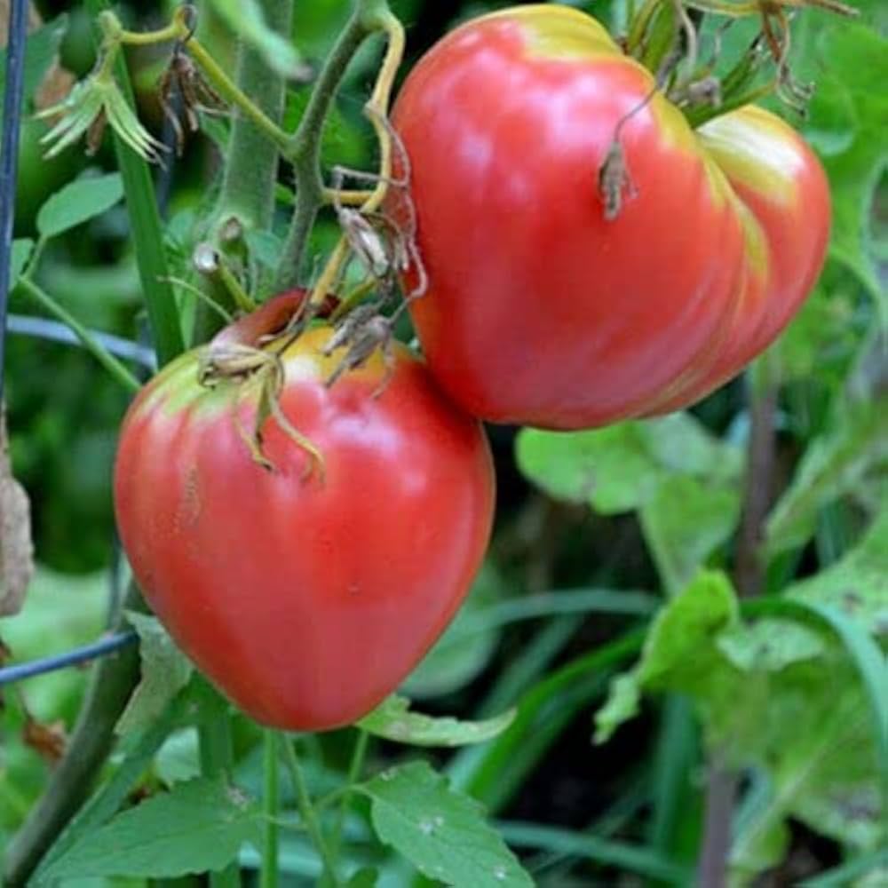 Tomate Coeur de Boeuf Rose for planting in vegetable patch