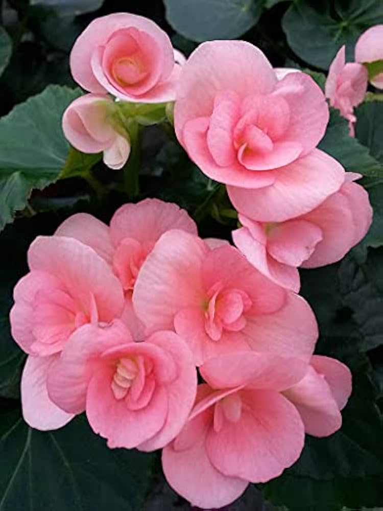 Begonia Begonia spp for planting in container