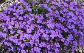 Aubrieta Violet Flower seeds for Planting - Shade Tolerant, Heirloom & GMO Free Seeds for Home Garden
 
 Sale seeds for planting in home garden