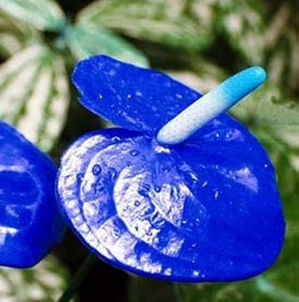 Blue Anthurium Flower Seeds - Perennial For Year-Round Planting