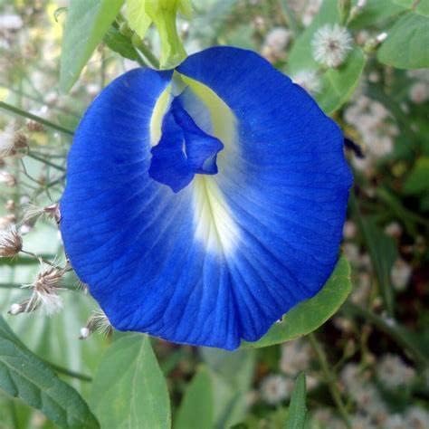 Butterfly Pea Seeds For Planting Outdoors Clitoria Ternatea - Non Gmo Heirloom Best Selling