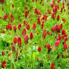 Crimson Clover Flower seeds for Planting Cut Flower Favorite Heirloom & GMO Free Seeds for Home Garden 
 
 Sale for planting in home garden