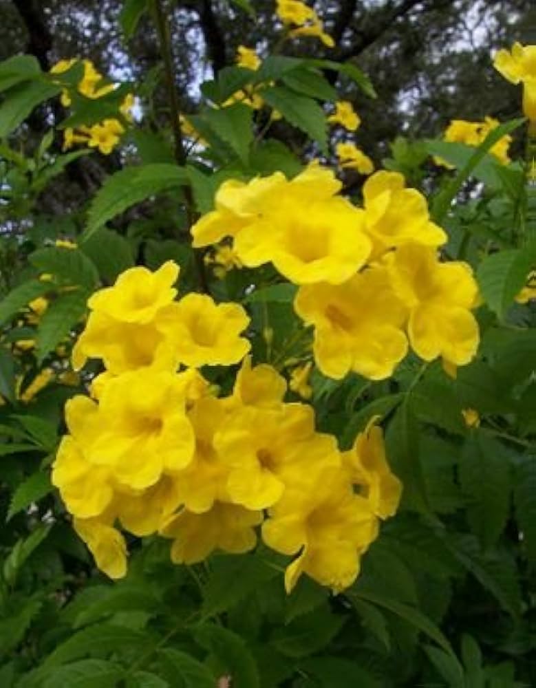 Rapeseed Brassica napus flower seeds for planting